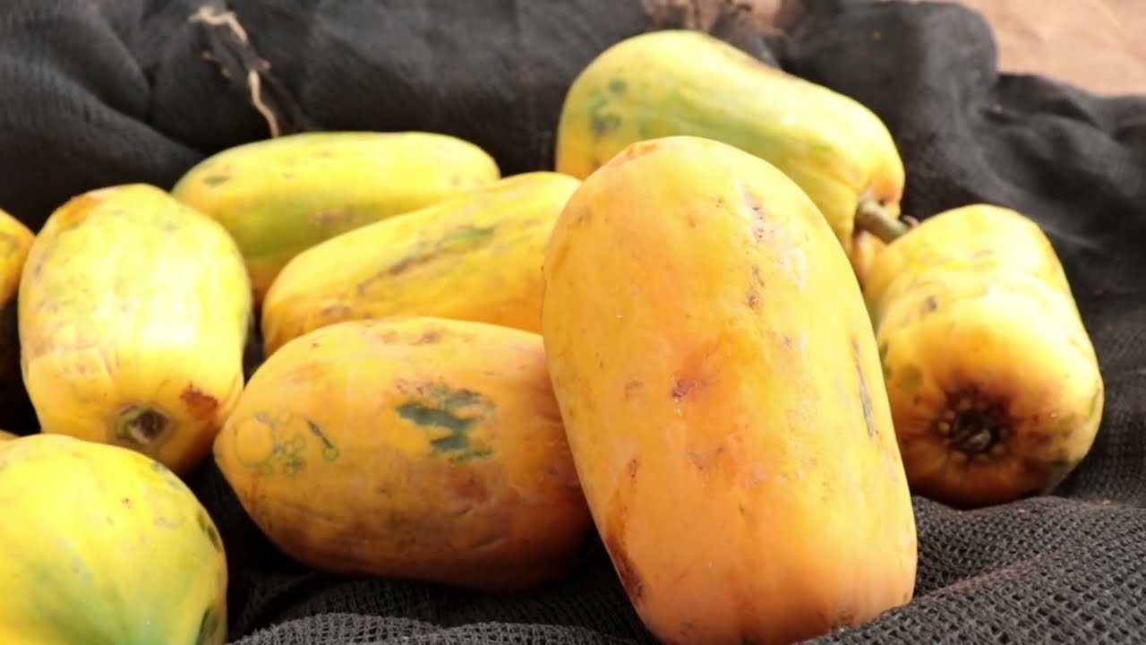 LE BENIN, L'AVENIR DE L'AGROECOLOGIE