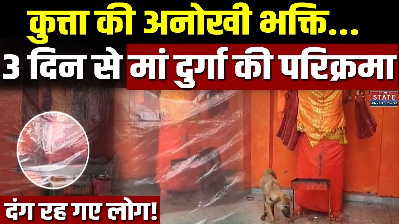 Hanuman Temple Dog Parikrama: कुत्ता की अनोखी भक्ति देख दंग रह जाएंगे आप! Video Viral | Dog Worship