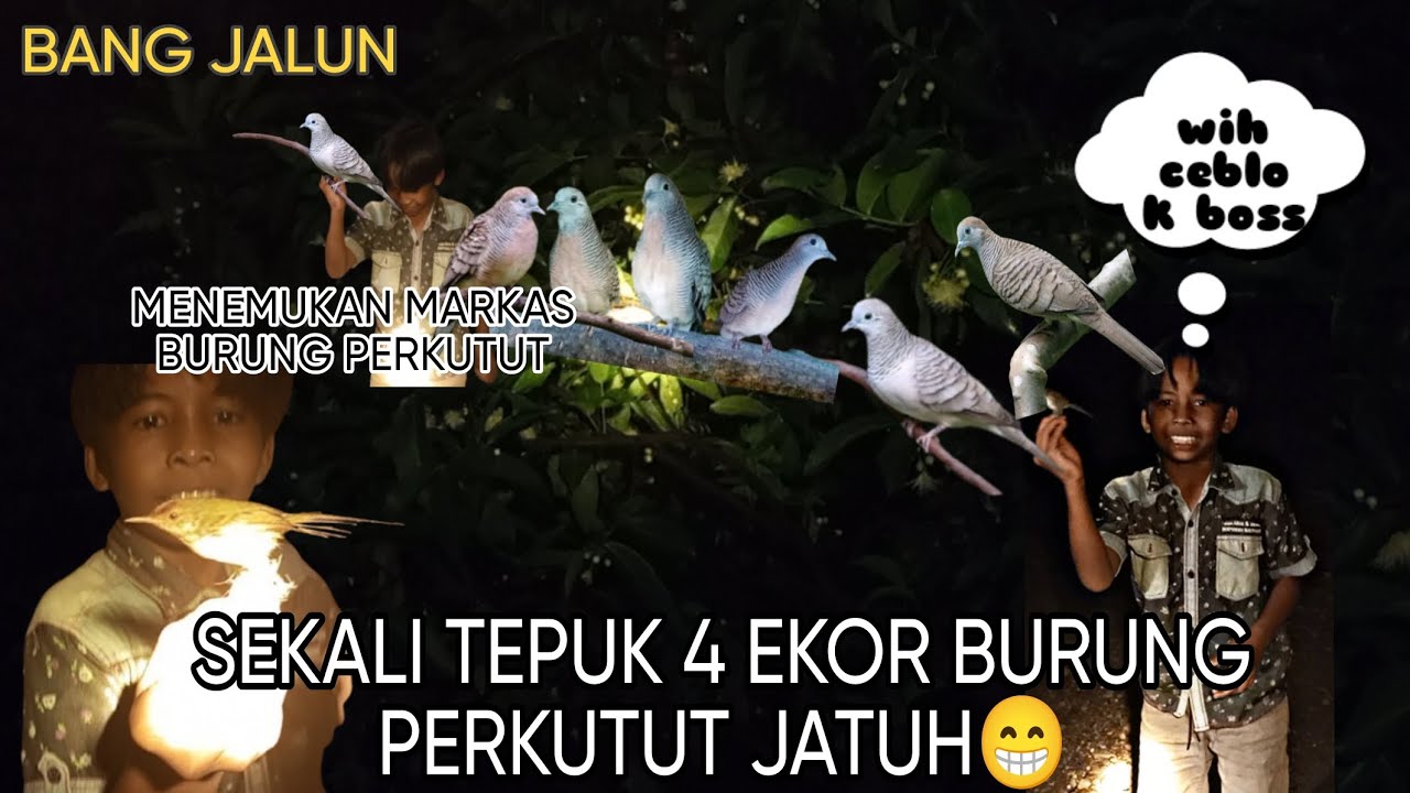 MIKAT burung perkutut lokal #kicaumania #perkutut #kutilang #terucukan