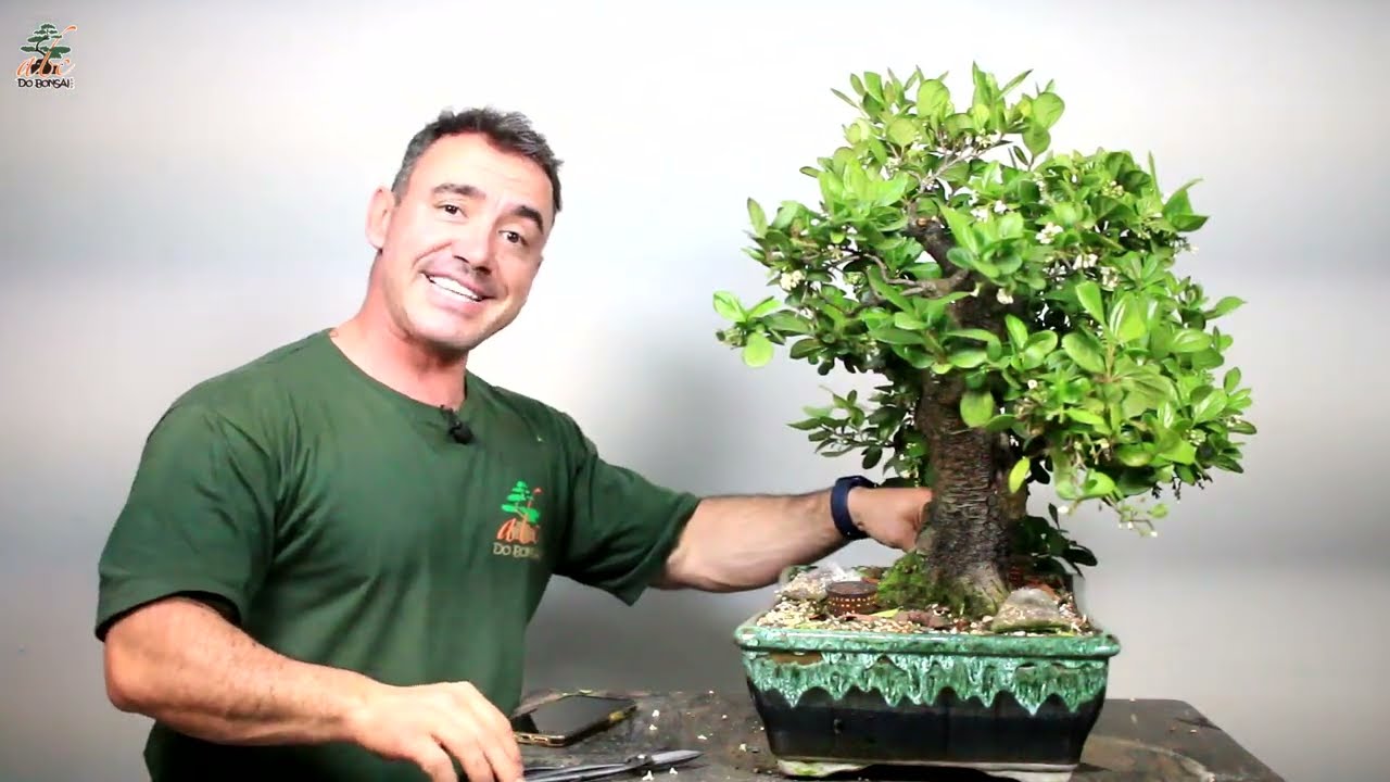BONSAI DE VIBURNUM APODRECEU POR DENTRO