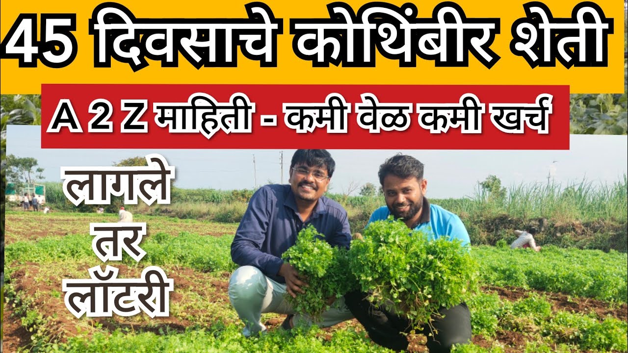 परवडणारे कोथिंबीर शेती A 2 Z | #कोथिंबीर #टीम_कृषी_भरारी