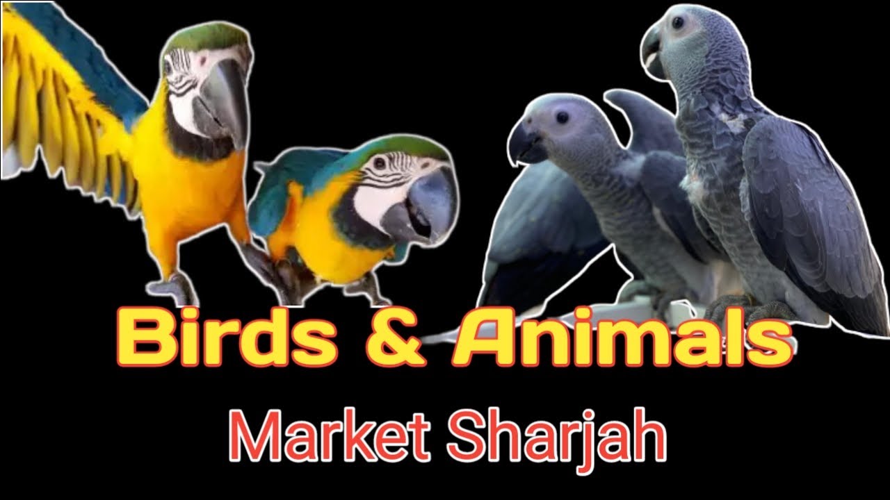 Birds & Animals Market Sharjah
