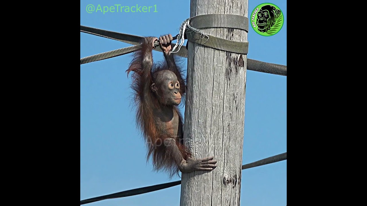 Tired Baby Orangutan Is Rescued By Mom #shorts