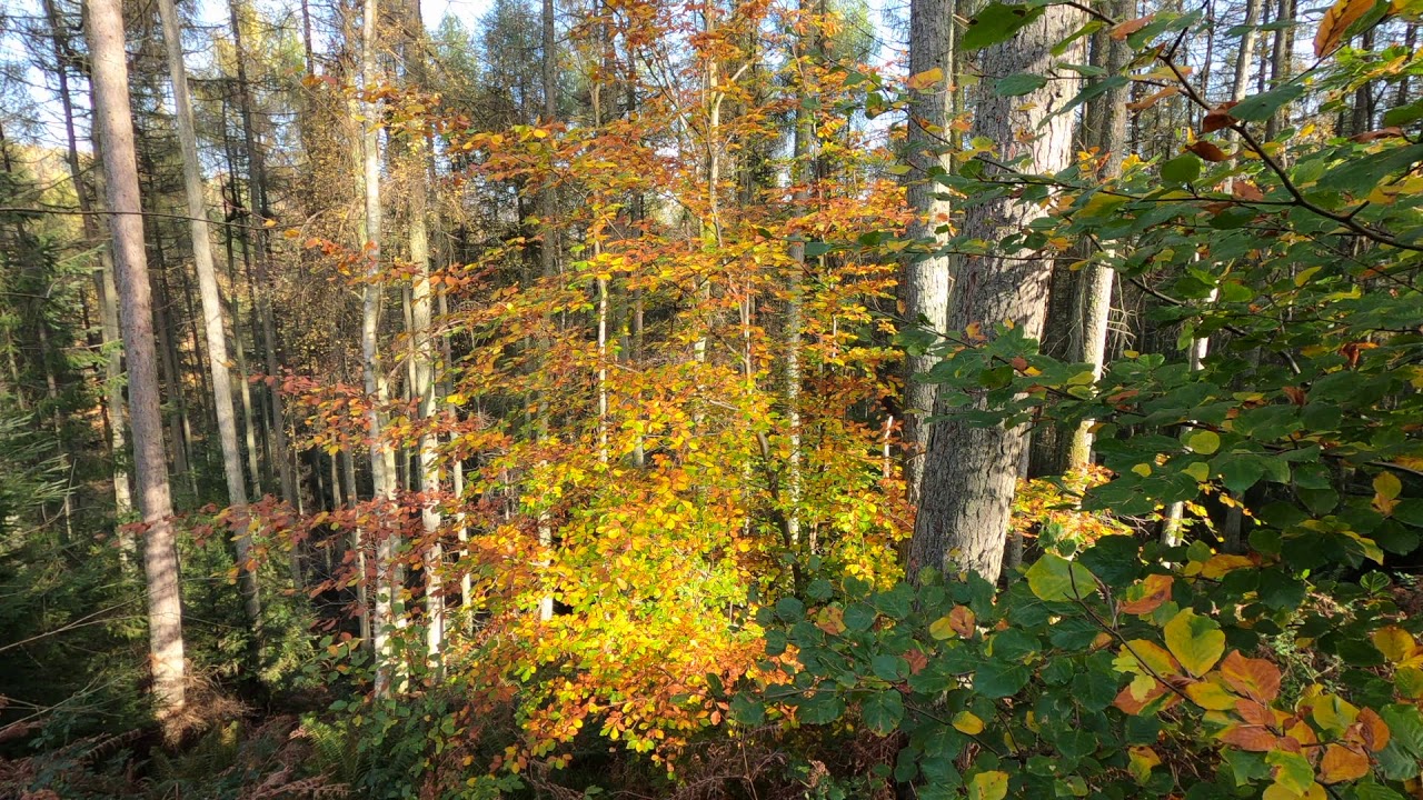 Autumn Walk. Music and video by Sean Saye