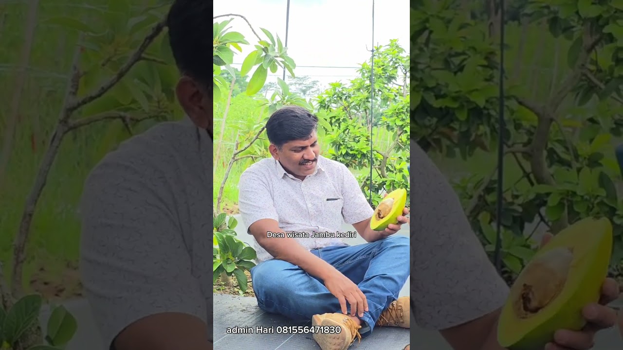 INDIA AVOCADO PREMIUM