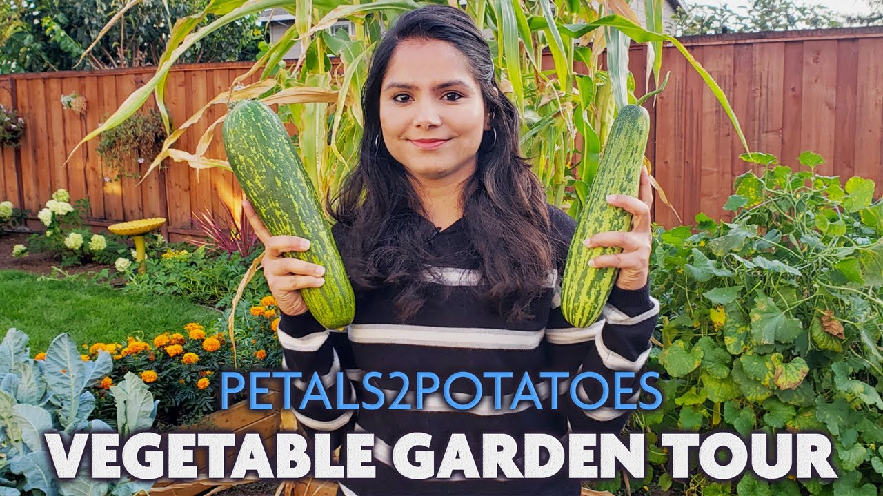 Vegetable Garden Tour | My first Veggie Garden in America | Petals2potatoes Marathi