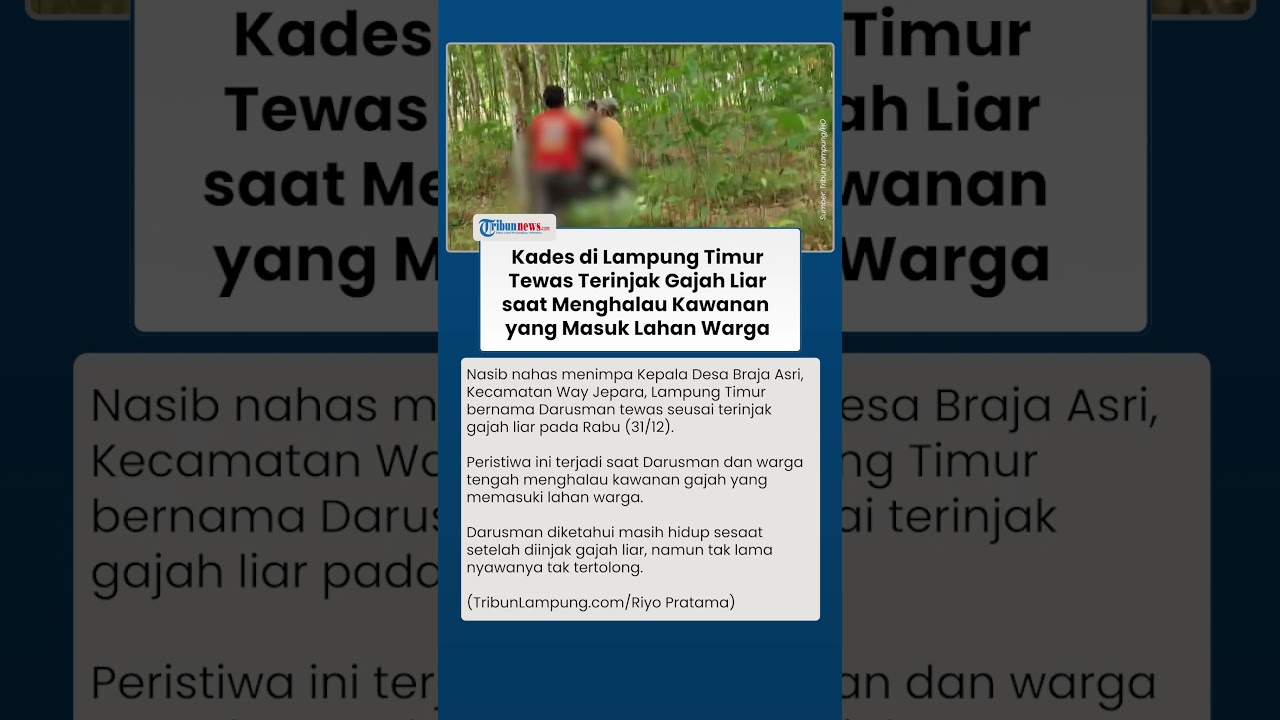 Halau Kawanan Gajah Liar yang Masuk Lahan Warga, Kades di Lampung Timur Tewas Terinjak