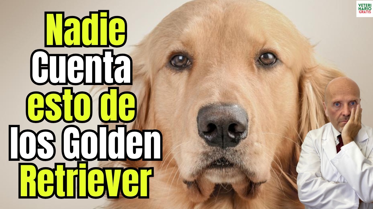 🐶⚠️ EL LADO OSCURO DE LA PERSONALIDAD Y CARACTER DE LOS GOLDEN RETRIEVER🐶⚠️ QUE POCOS CONOCEN