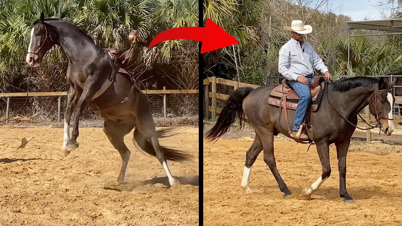 Troubled Horse Transformation Pt. 3