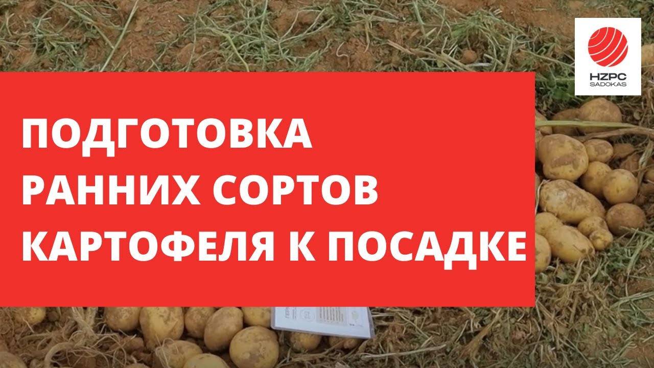 Подготовка Коломбы и других сортов картофеля к посадке