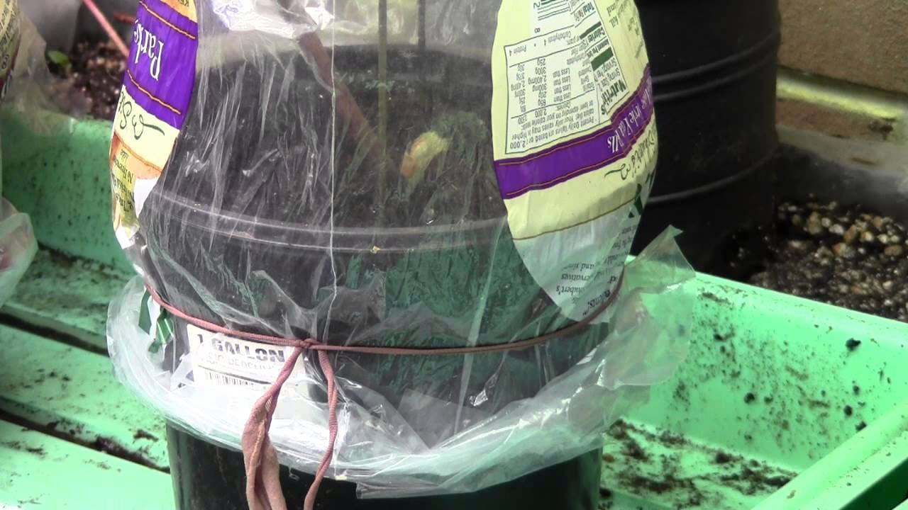 NEW GRAPEVINES FROM CUTTINGS PT 2 OF 2