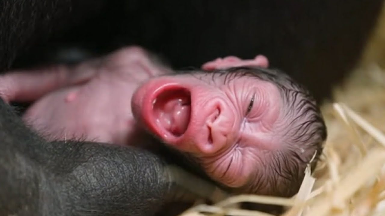  New day hope in baby gorilla eyes