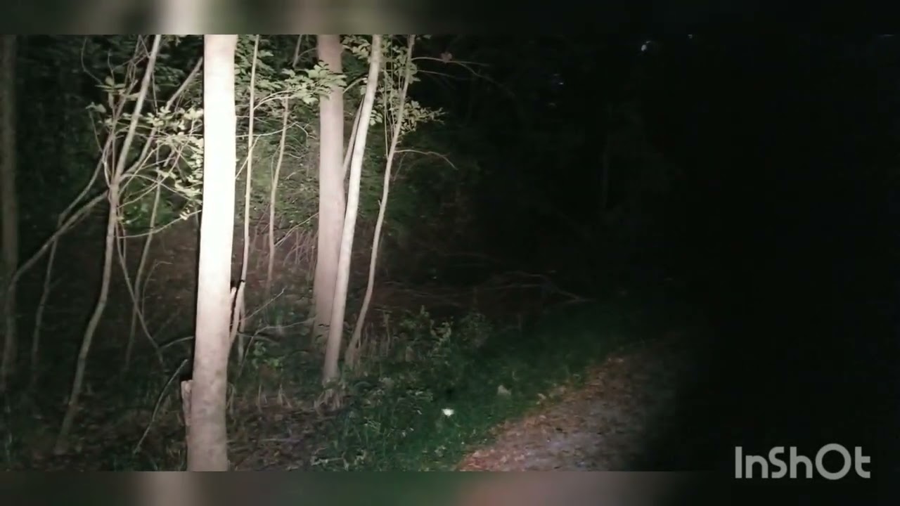 Nichia 519a Convoy S2+ 4500k beamshot in woods