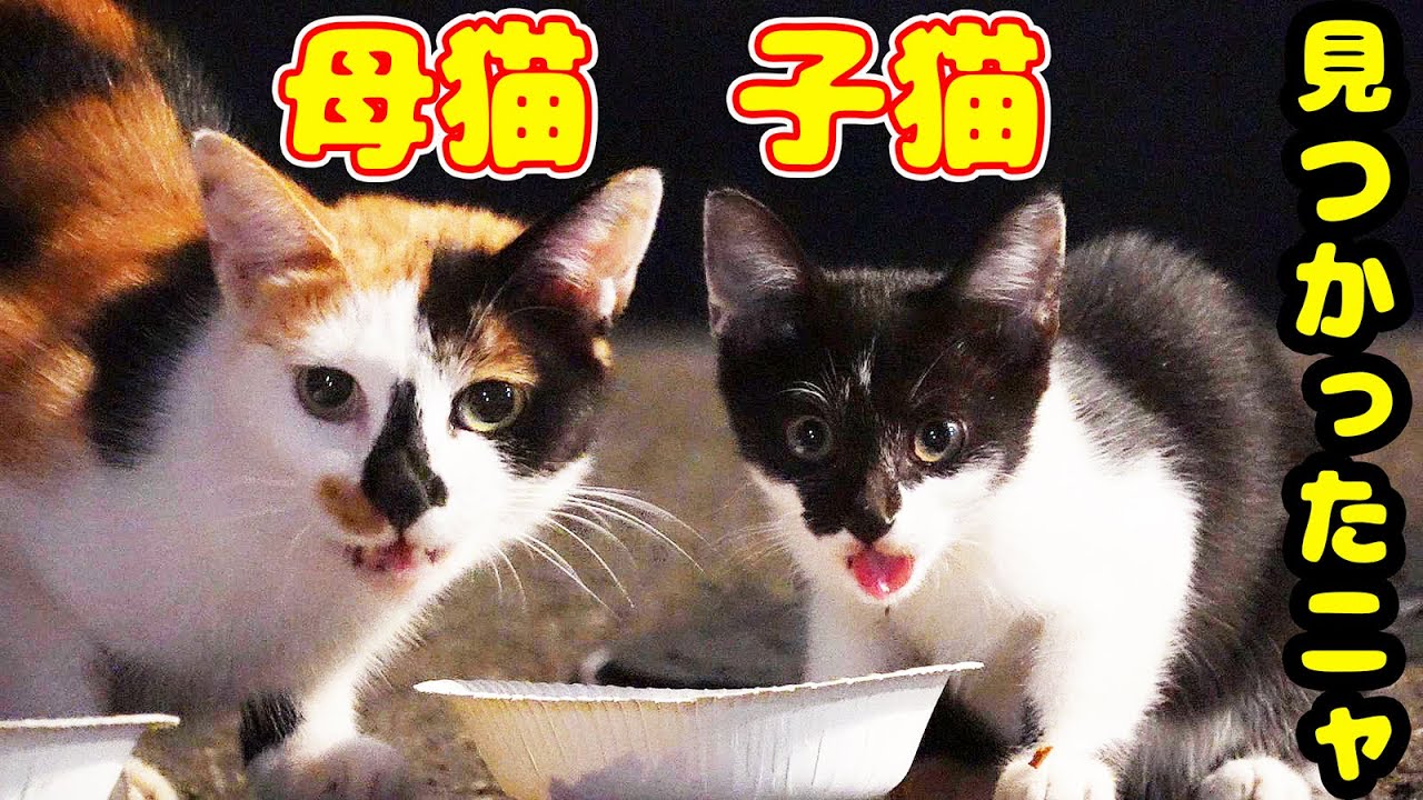 捨て猫？深夜の住宅街に突然 現れた子猫と母猫にご飯をあげると？ 防波堤で生きるさくらねこたちへのエサやり 野良猫 感動猫動画