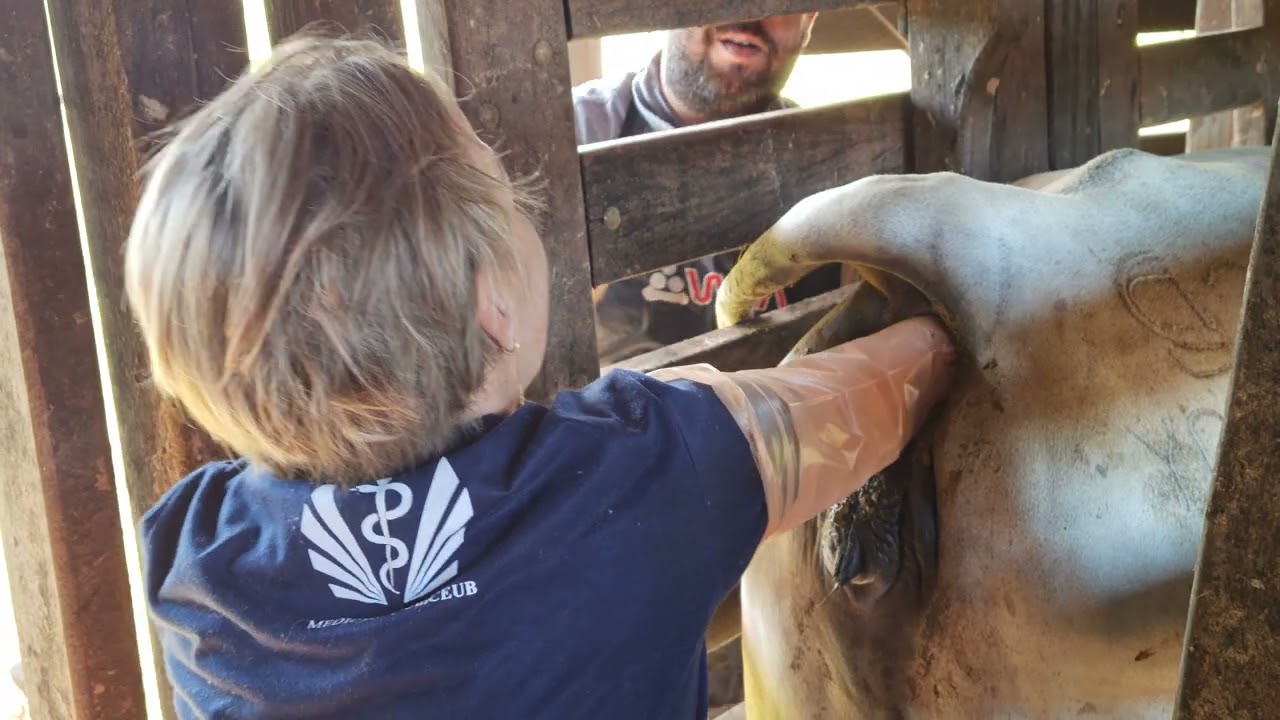 Toque nas vacas para ver prenhez! Fazenda YG!