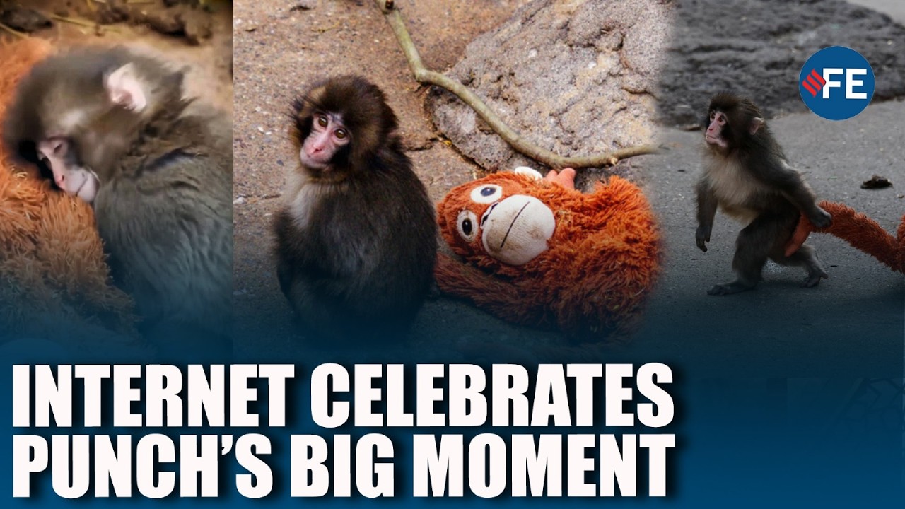 ‘Pure Happiness’: Internet Celebrates As Punch Is Embraced By His Troop