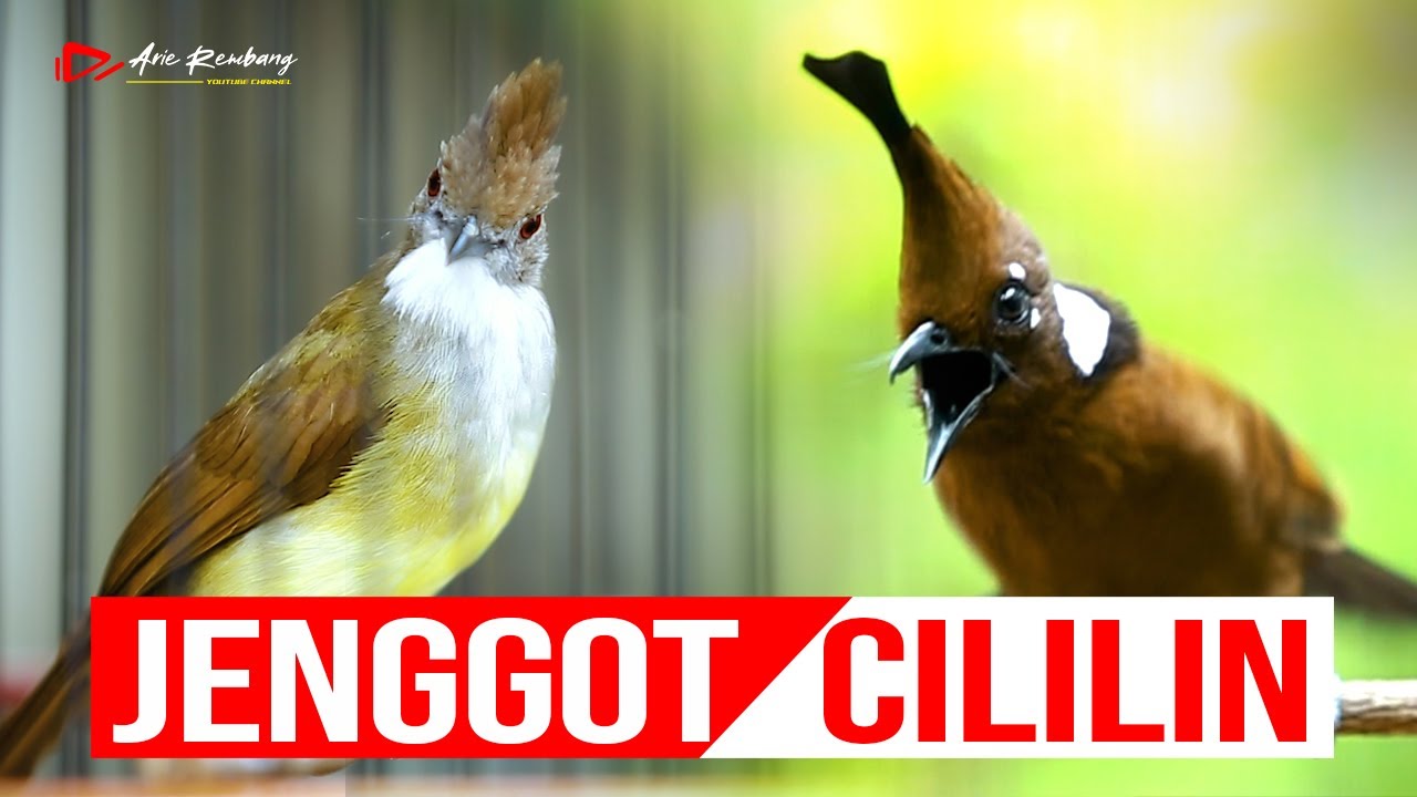 MASTERAN CUCAK JENGGOT VS CILILIN