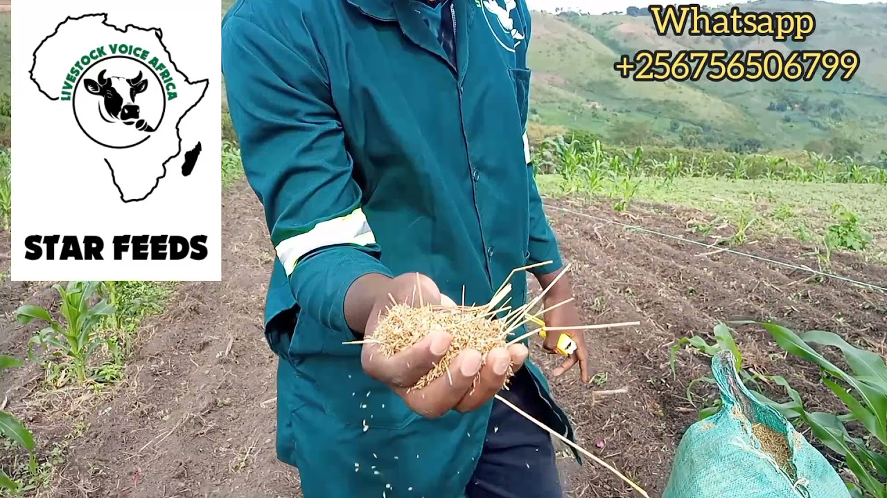 How Best to plant Pastures - chloris gayana(Rhodes Grass).