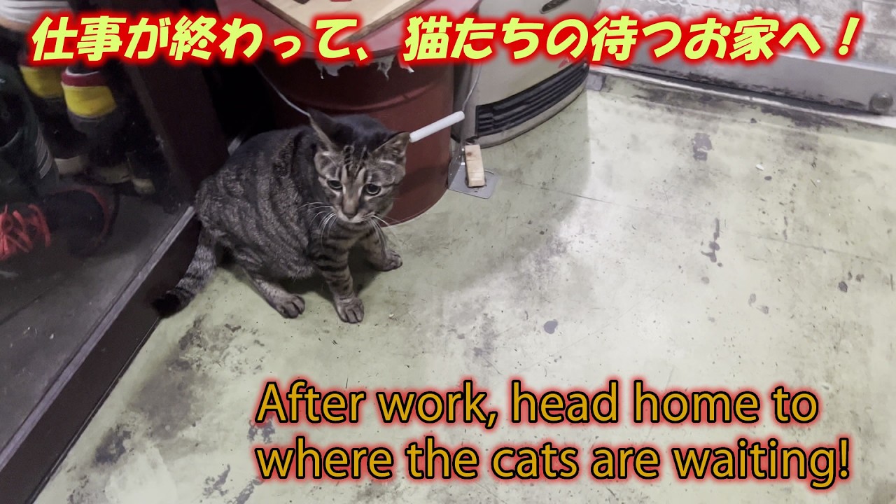 仕事が終わって、猫たちの待つお家へ！After work, head home to where the cats are waiting!