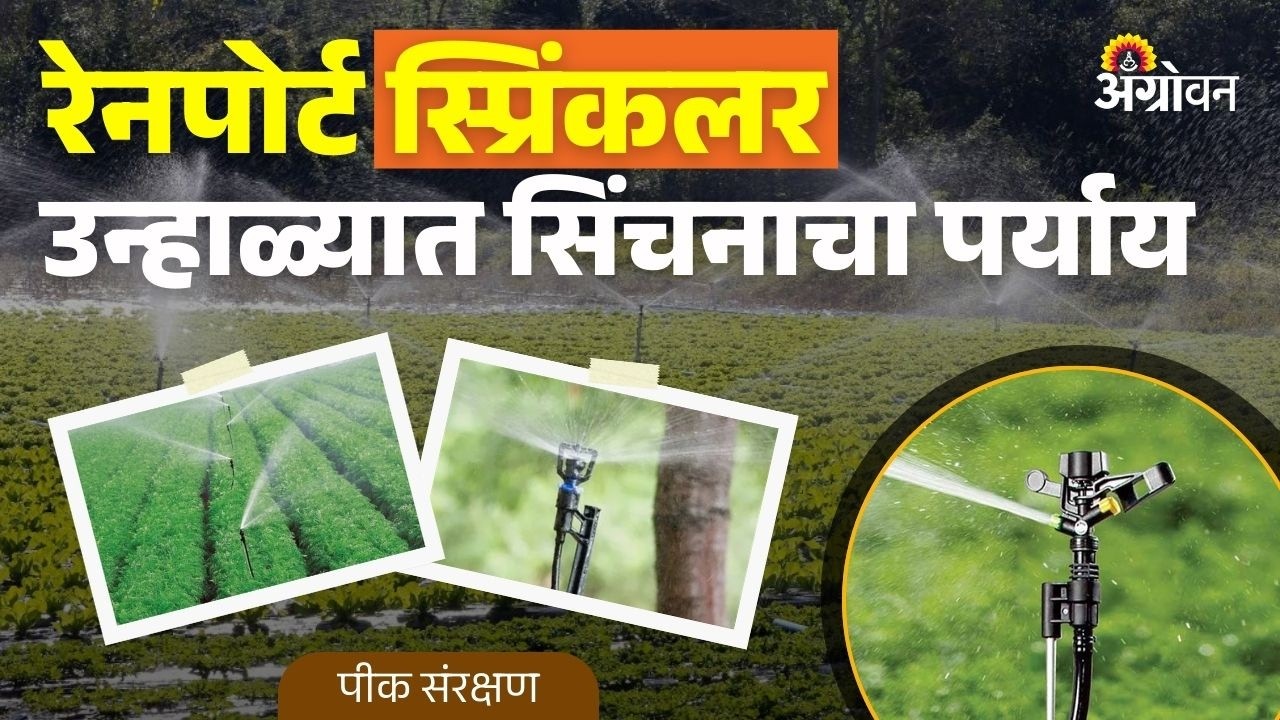 Sprinkler Irrigation: रेनपोर्ट तुषार सिंचनाद्वारे कमी पाण्यात जास्त उत्पादन शक्य? | Agrowon
