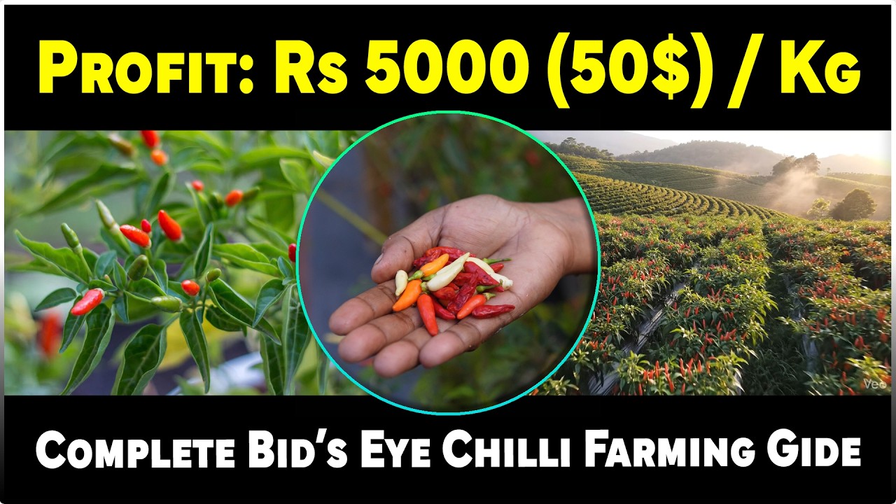 Small Crop, Big Income? Bird&rsquo;s Eye Chilli Farming Explained