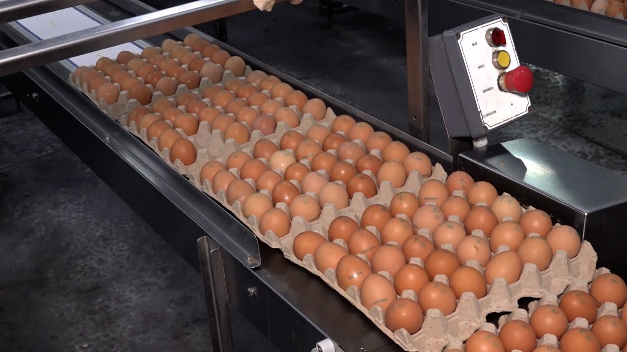 El Granjero produce más de 15 mil cajillas de huevos en Masatepe