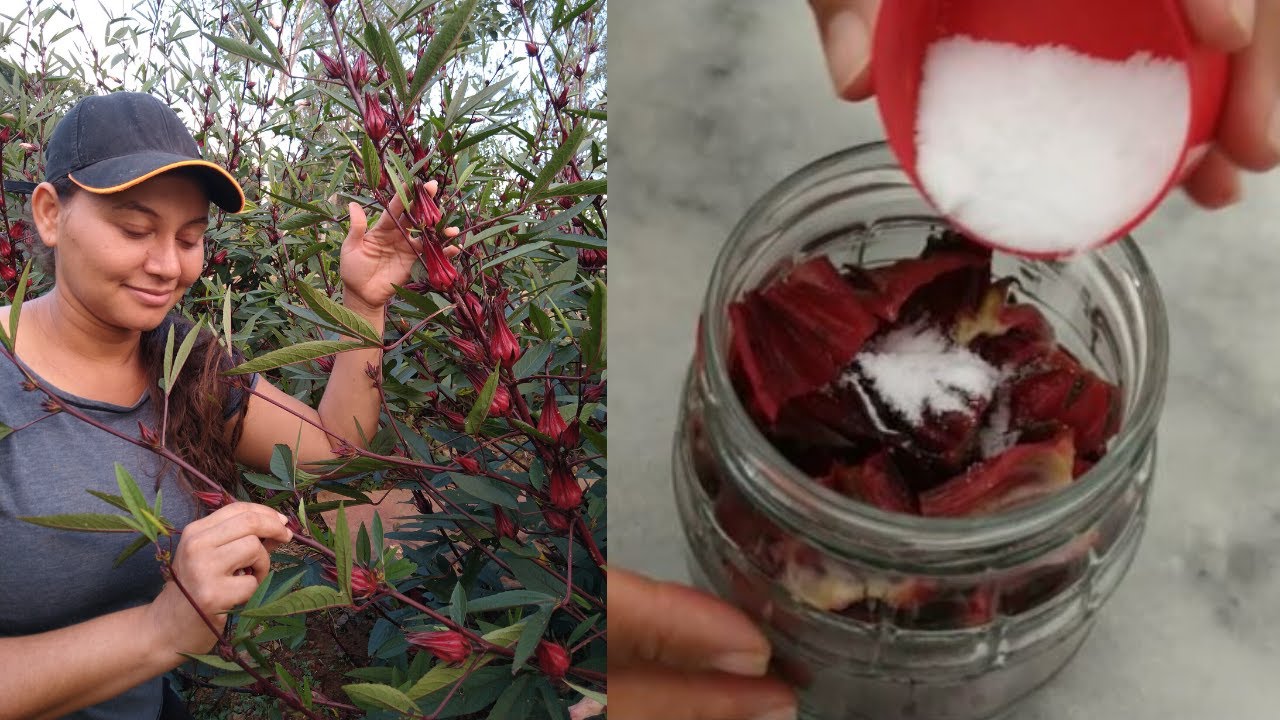 Conserva de Hibisco, Como Fazer. Ficou uma Delícia