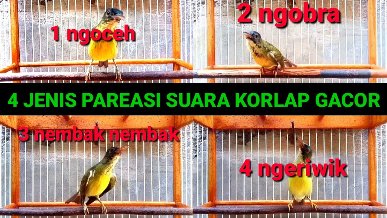 jenis pareasi suara korlap gacor || types of coconut hummingbird sound pares