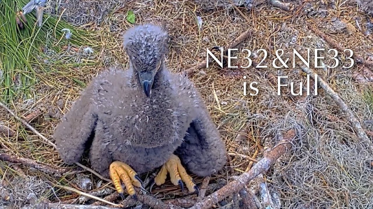 #247🦅NE32🐥29° & NE33🐥27°／NEFL 2025-2026／Gabby💗Beau／by American Eagle Foundation