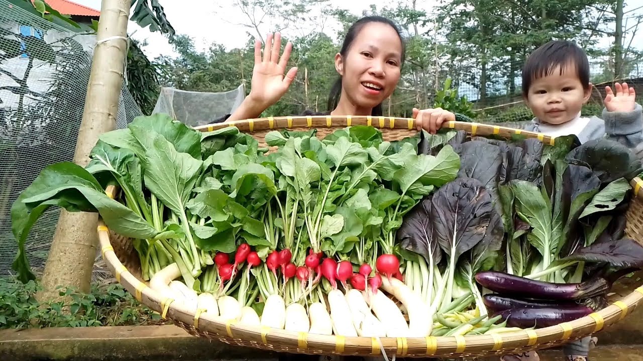 THU HOẠCH CỦ CẢI ĐỎ TÍ HON, CỦ CẢI, ĐẬU, CÀ TÍM, CẢI NGỌT, CẢI MƠ.