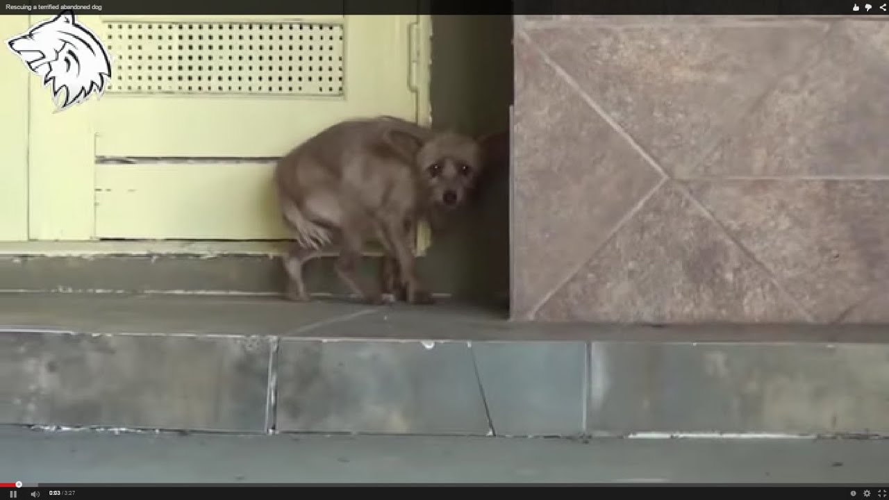 Rescue Dog ● Rescuing a terrified abandoned dog [Hope For Paws &ndash; Animal Aid]