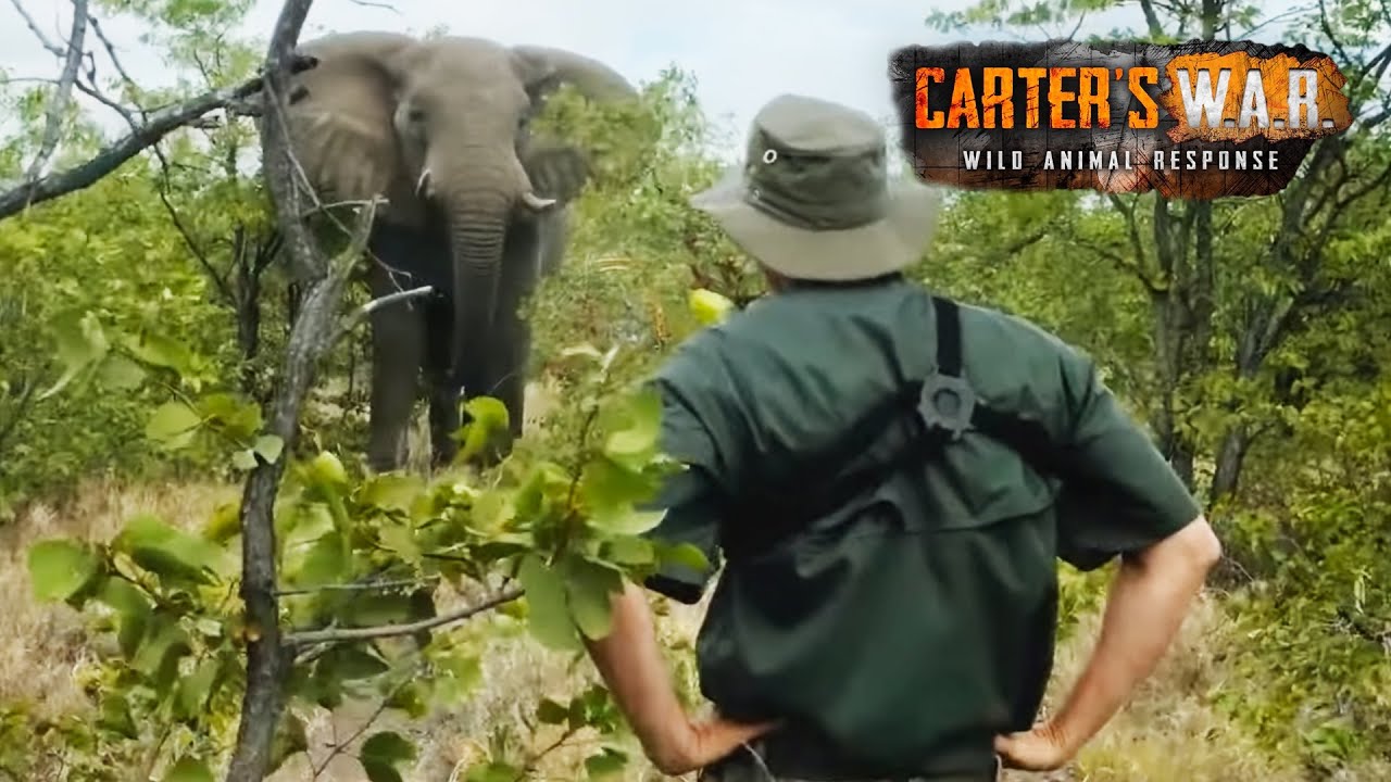 Investigating the Controversial Elephant War | Carters WAR