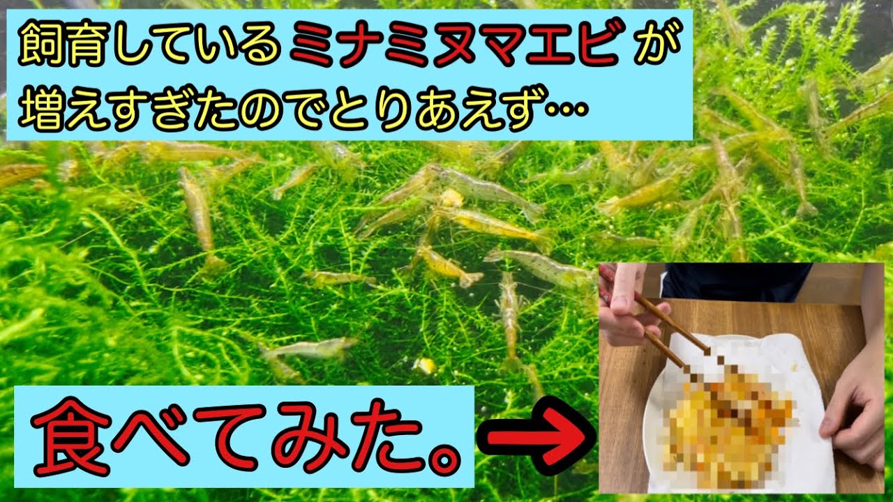 ミナミヌマエビ食べてみた