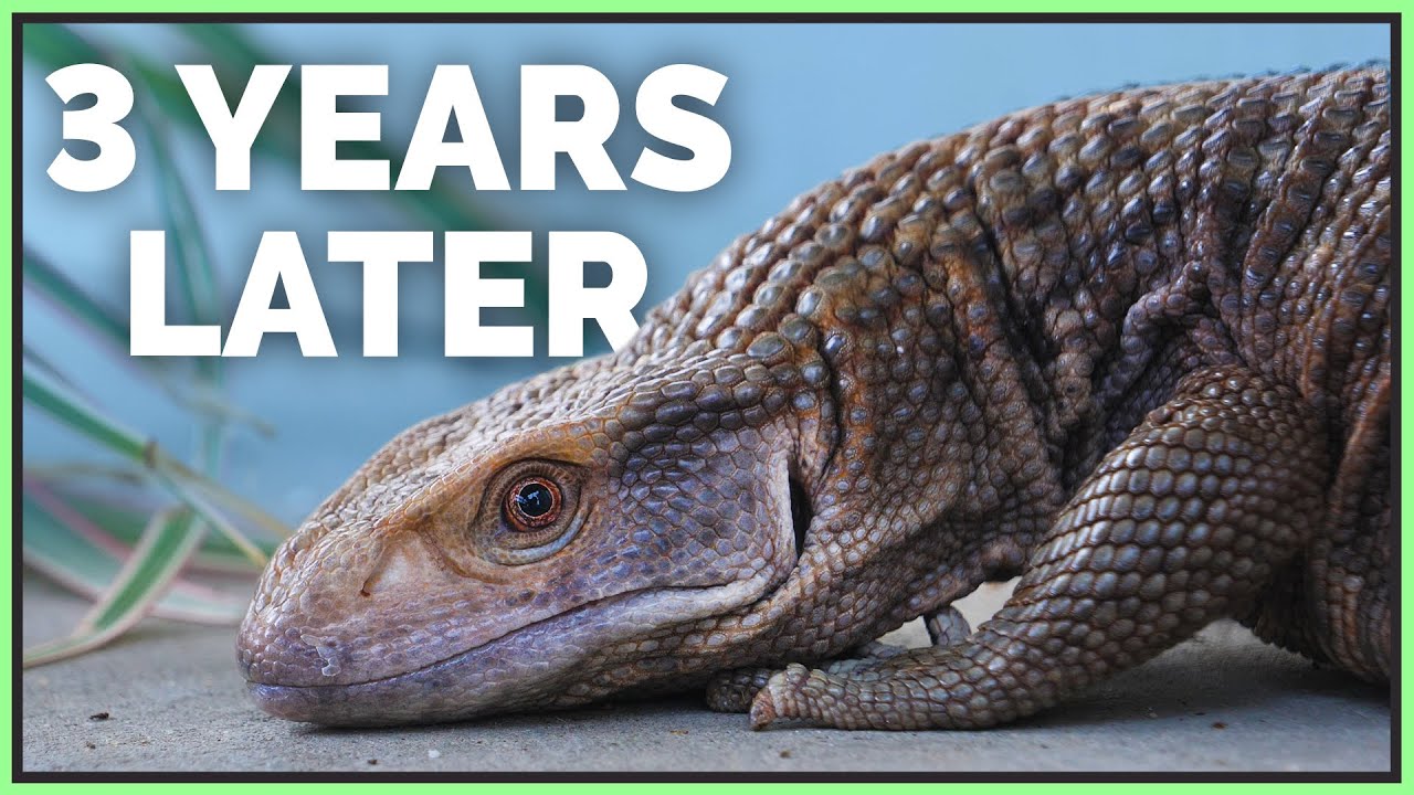 My Angry, Rescued Savannah Monitor 3 Years Later!