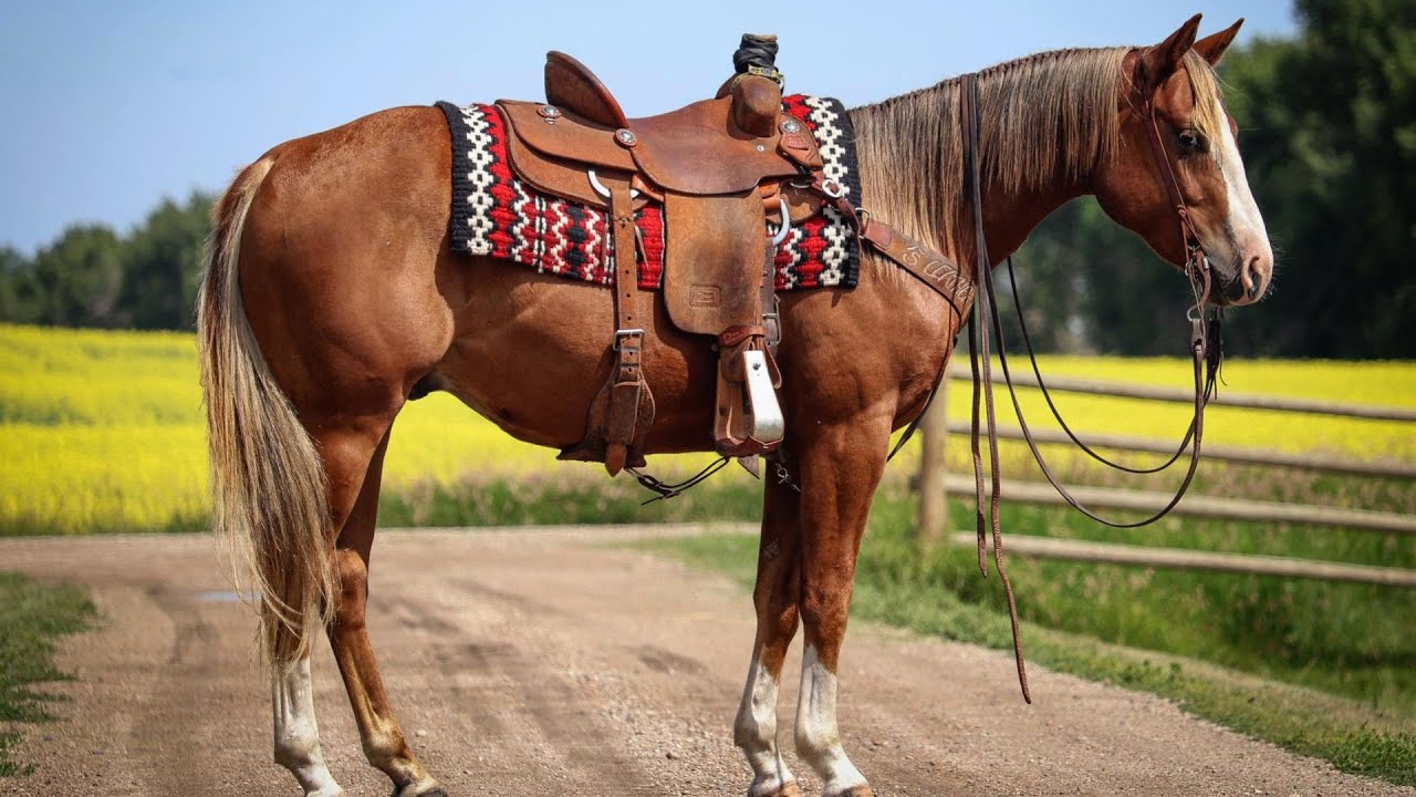 CP Smart Lil Dualler - 2022 AQHA Sorrel Gelding - SOLD