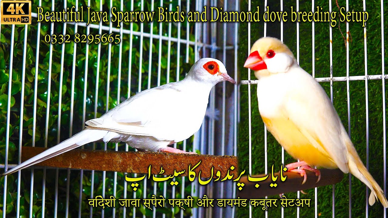 Exotic and Beautiful Java Sparrow Birds and Dimond Dove Breeding Setup 2024 | सुंदर पक्षी सेटअप