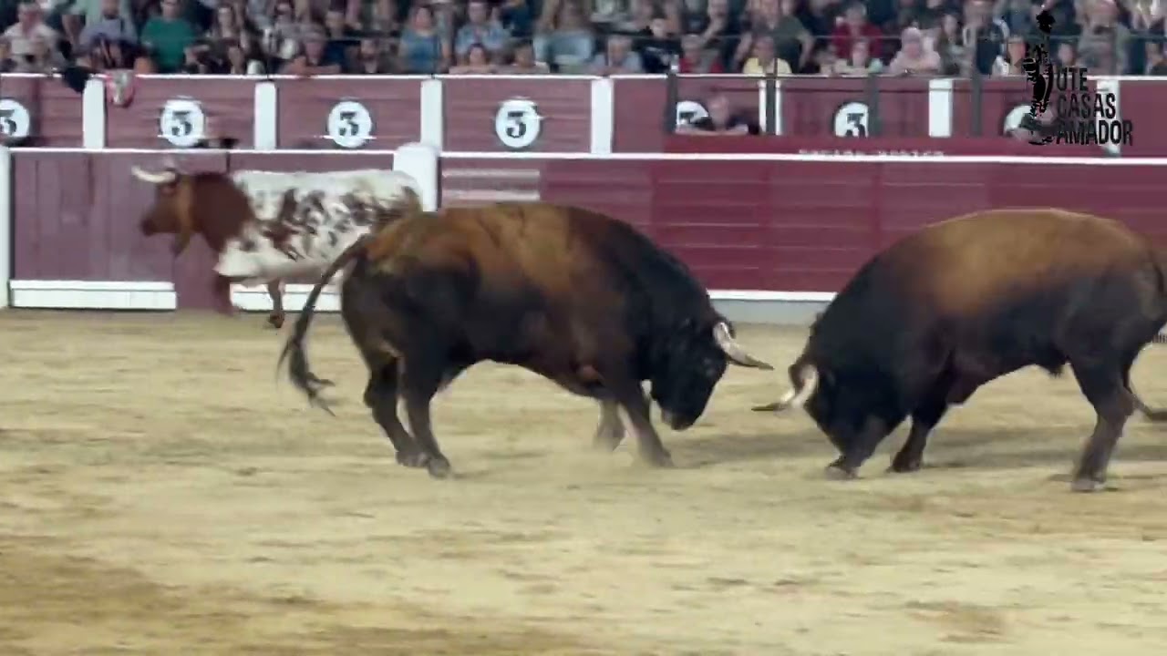Desencajonada Feria Albacete. 06.09.2023