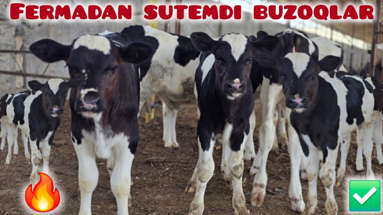 SUTEMDI BUZOQCHALAR FERMADAN NARHLARI JUDA ARZON 🔥✅️✅️