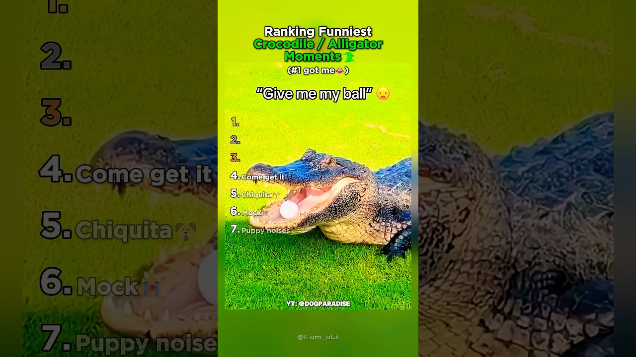 Ranking najzabawniejszych moment&oacute;w z krokodylami i aligatorami