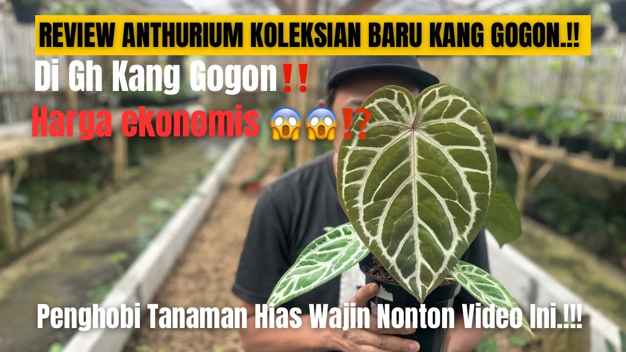 PENGHOBI TANAMAN HIAS WAJIB NONTON‼️ ANTHURIUM MUTASI KANG GOGON & SILANGAN BARU YANG BIKIN KAGET 😱
