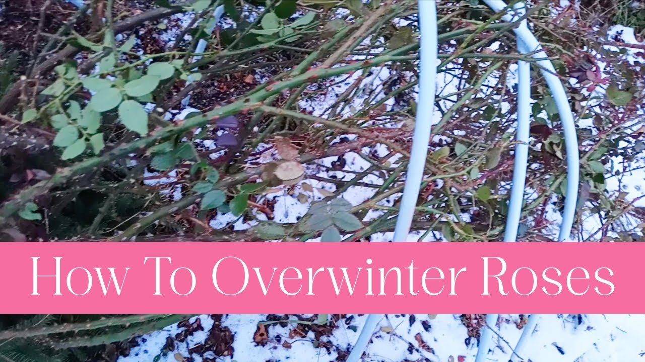 How To Overwinter Roses In Zones 3, 4 and 5