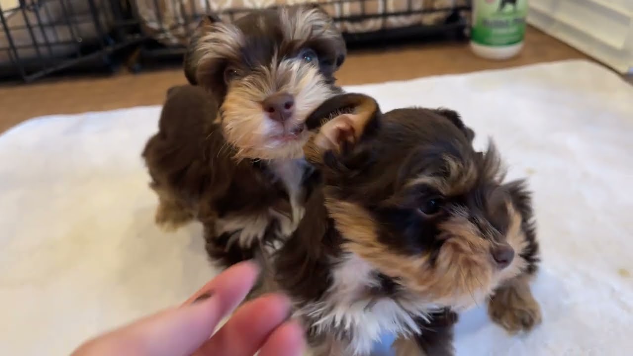2 Chocolate Schnauzer PUPPIES Who LOVE To Play!