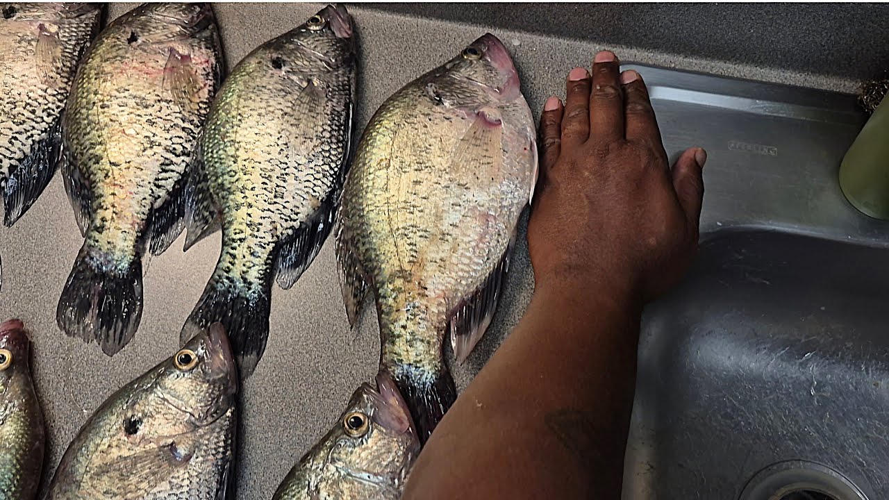 Crappies are Staging 