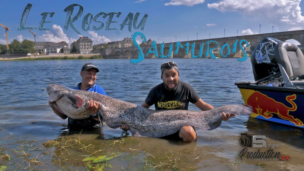 Le Roseau Saumurois 