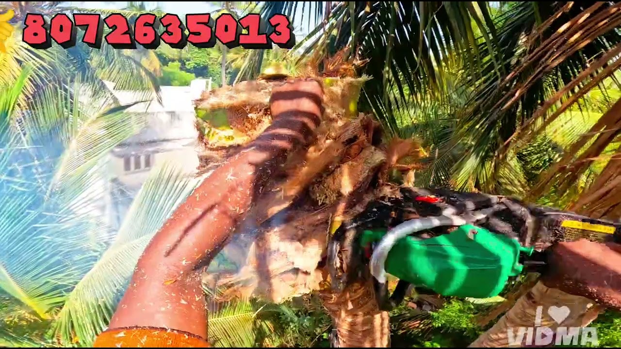 தென்னை மரம் வெட்டும் வேலை சபரி ராஜா பட்டுக்கோட்டை8072635013