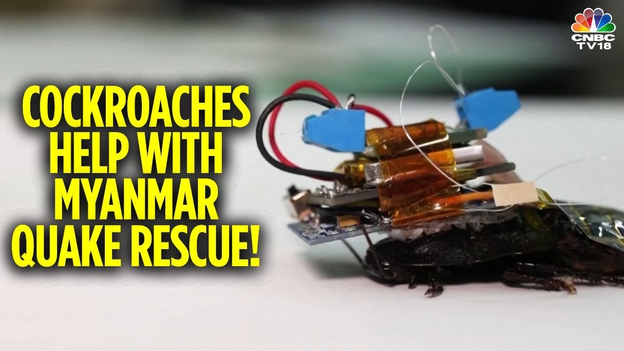 Singapore Deploys Cyborg Cockroaches To Assist In The Search For Survivors | Myanmar Earthquake N18G