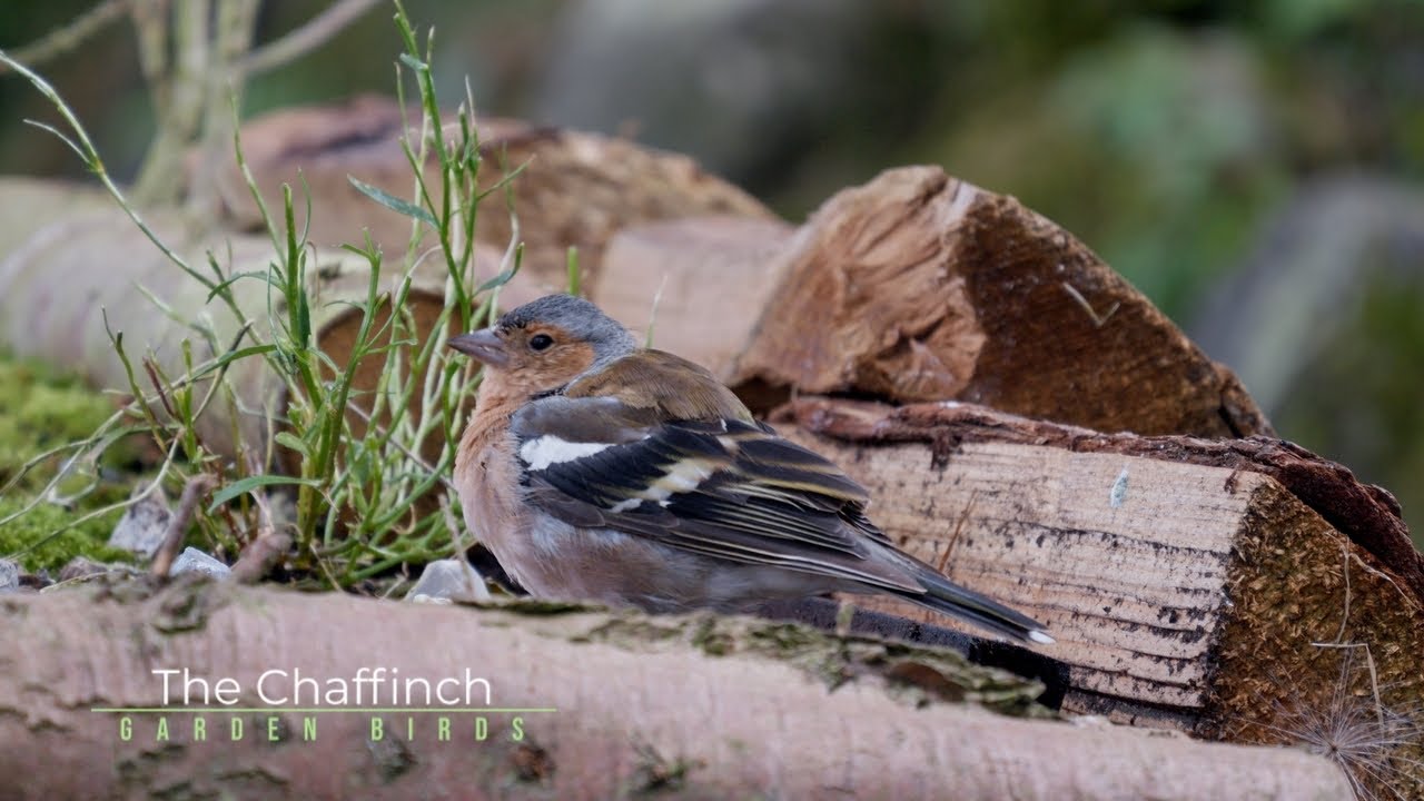 The Chaffinch