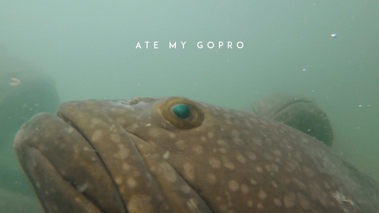 a fish ate my gopro
