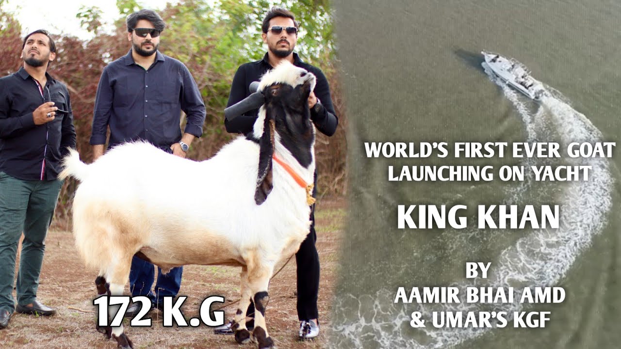 King Khan - India's biggest kota goat - 172 kg launching on a yacht by Aamir bhai AMD & Umar