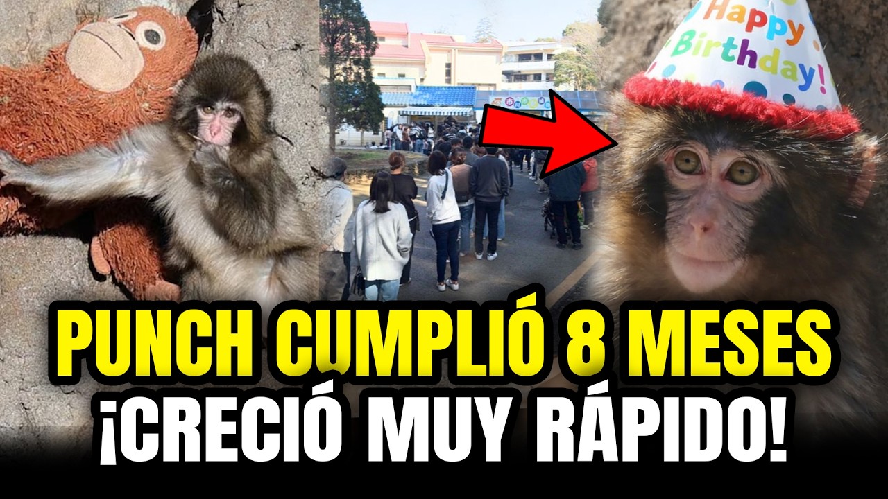 PUNCH EL MONITO CELEBRA SUS 8 MESES DE VIDA &iexcl;FIESTA en el ZOOL&Oacute;GICO!
